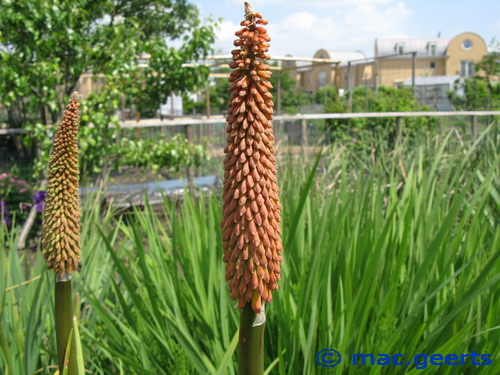 Kniphofia Thompsonii var Thompsonii